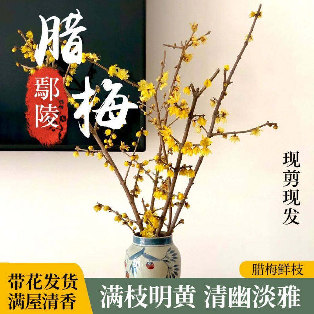 鄢陵腊梅种基地