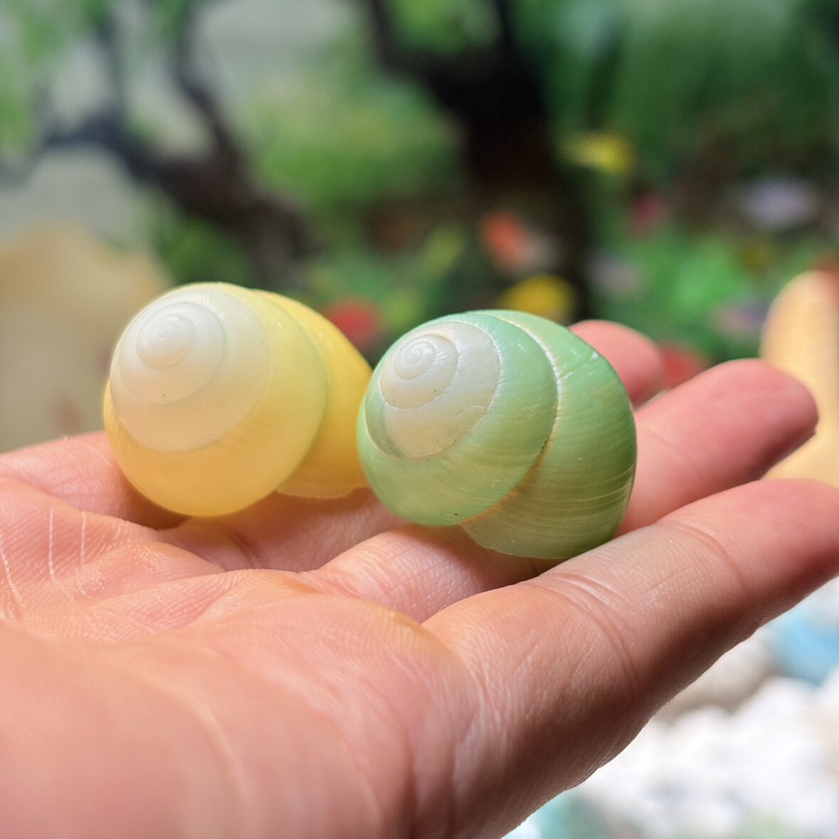 天然海螺零售批发