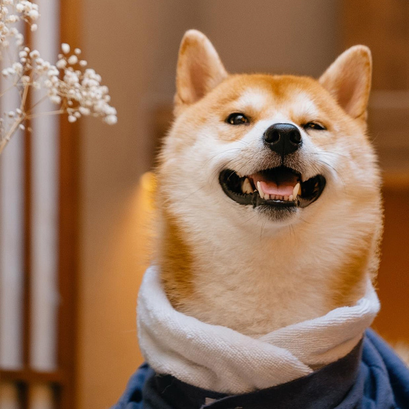 小橘的店 PET