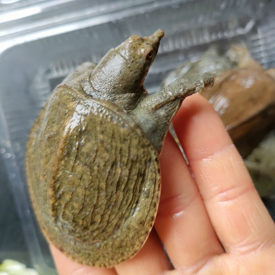 抚州甲鱼养殖场