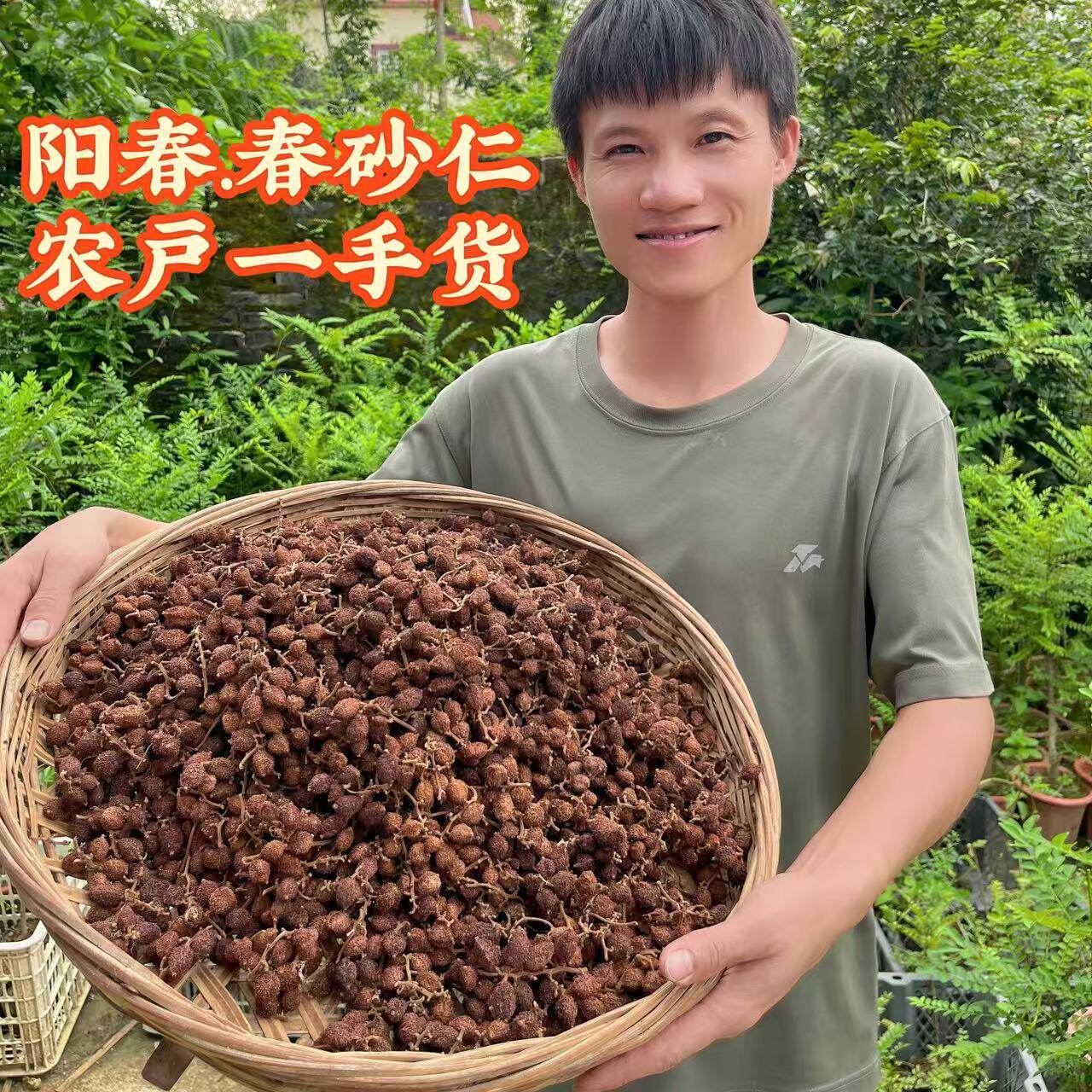 阳春本地春砂仁特产店 店铺LOGO