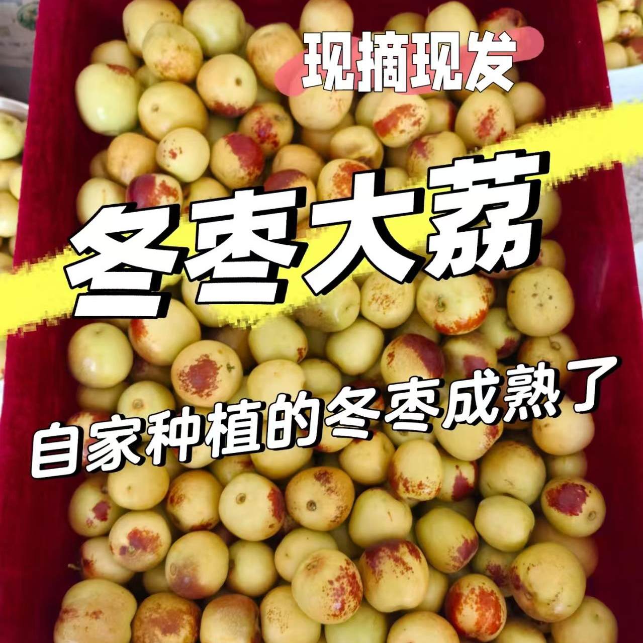 自家种植大荔冬枣产地直发