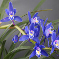 花荟芦