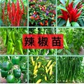 春满园瓜果蔬菜种苗