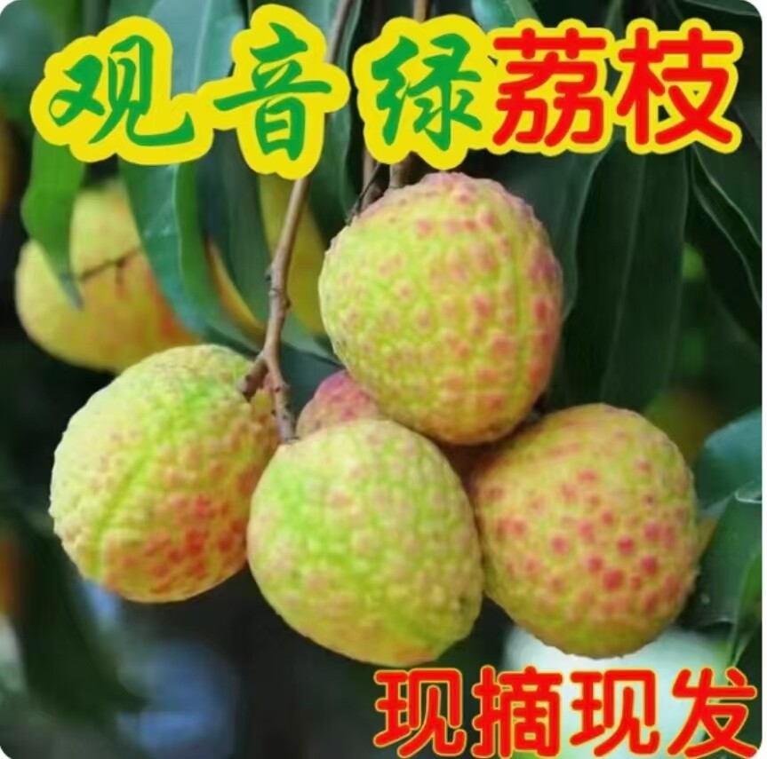 东莞观音绿荔枝园