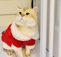 深选优货店原金金猫