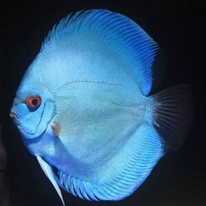 水宠世界水族店