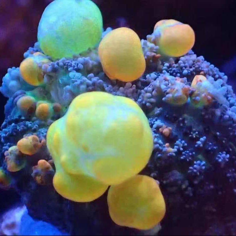 文远水族