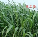 创世种业