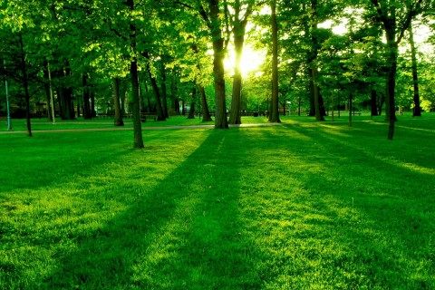 森绿园林植保服务站