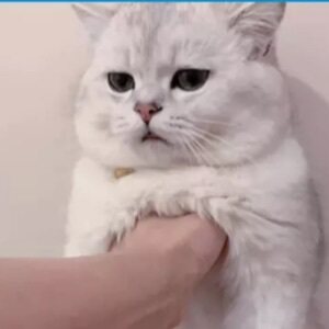anpet宠物