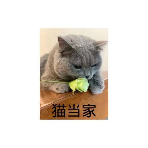 猫当家百货店