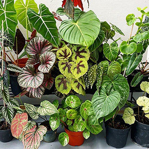 若慕植馆 室内绿植