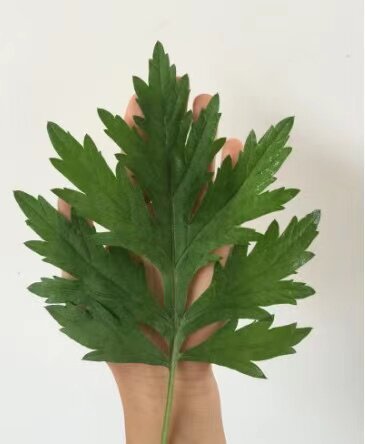金麒麟蕲艾种植基地