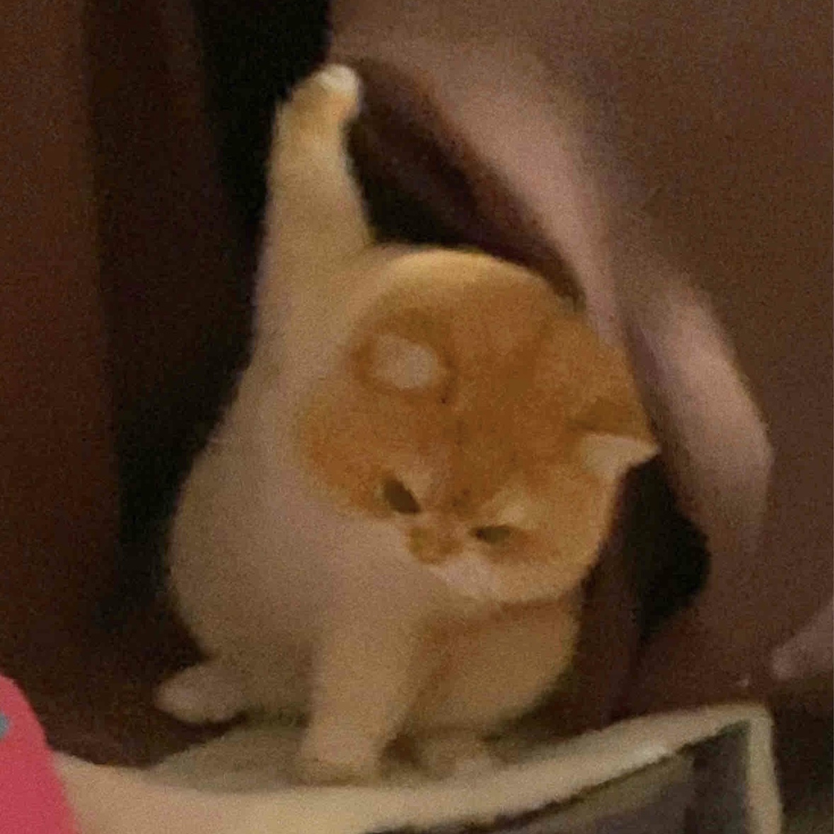 猫老板杂货铺