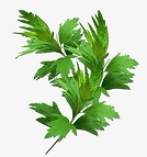 灵仙艾草 店铺LOGO