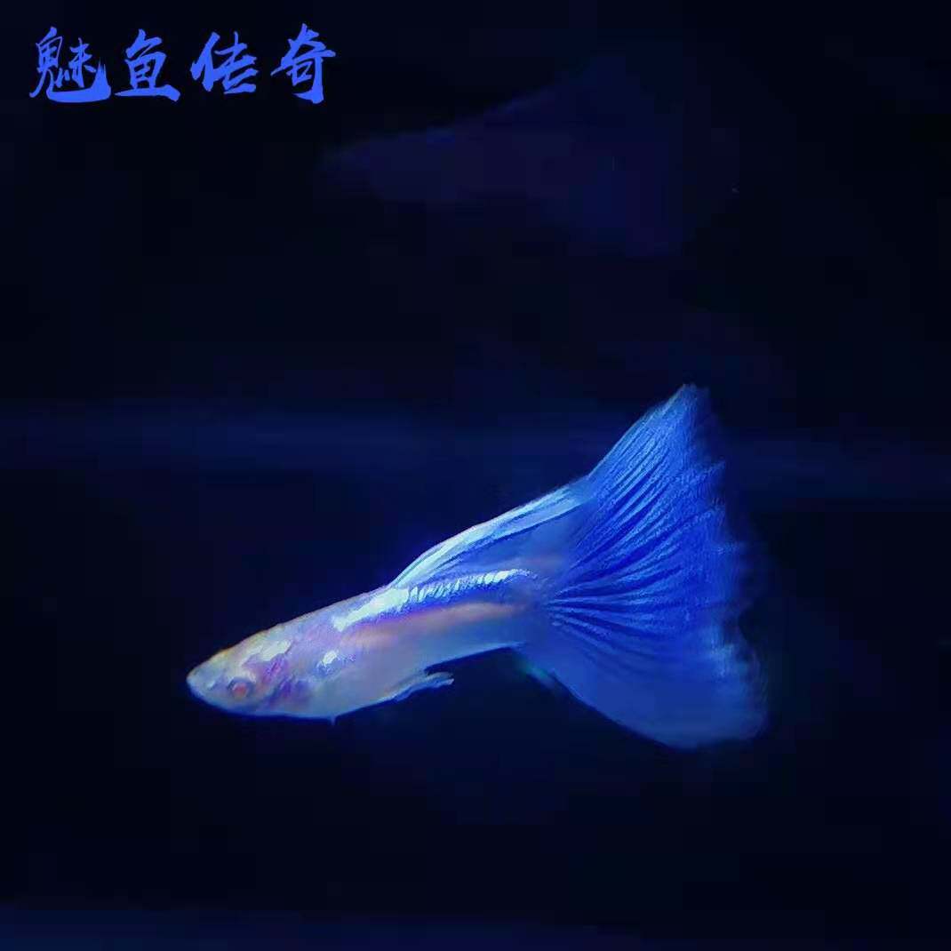 魅鱼传奇