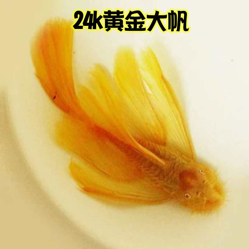 金马异型鱼清道夫