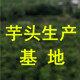 芋头生产基地