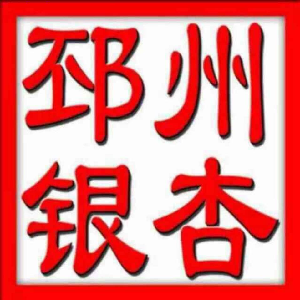 邳州银杏树基地