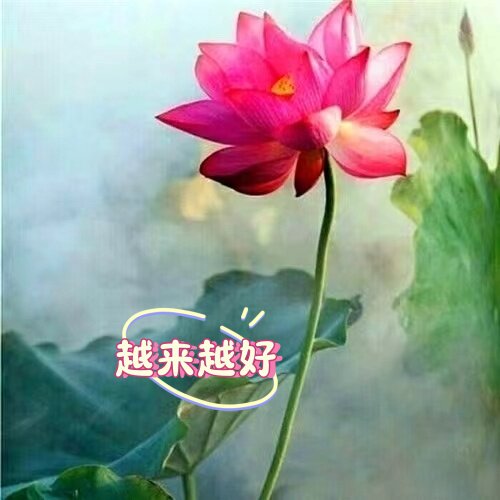 普陀莲缘