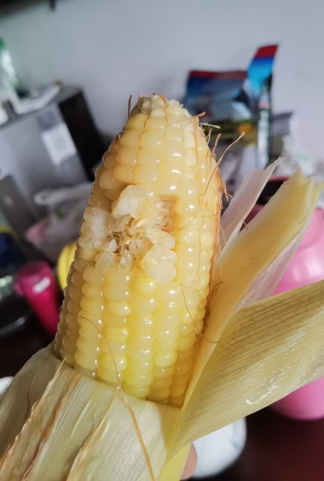 梅州老品种白糯玉米农家特产