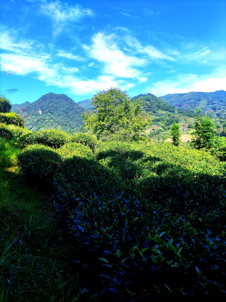半闲佳茗