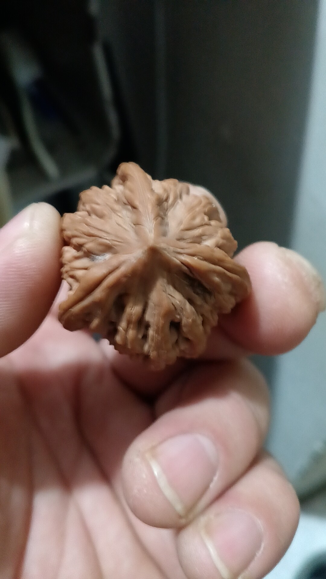 悠然核桃 店铺LOGO