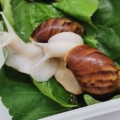 小蜗萌宠
