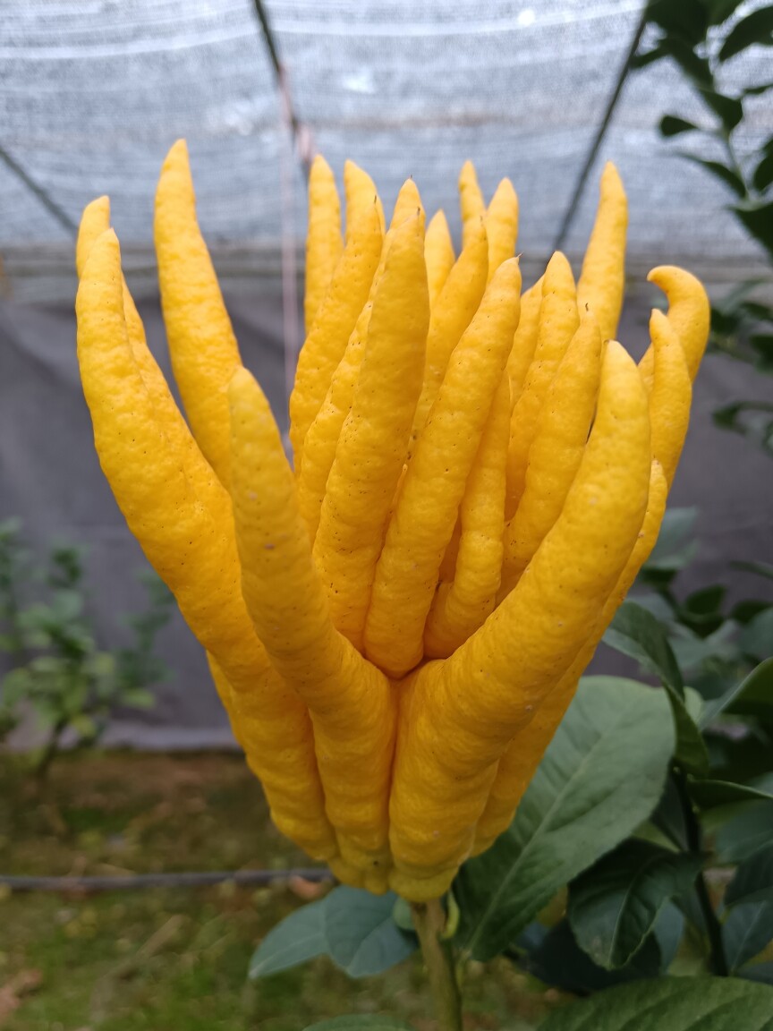 金华金佛手种植基地