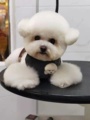 狗有猫腻