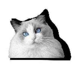 布偶猫代购原装正品
