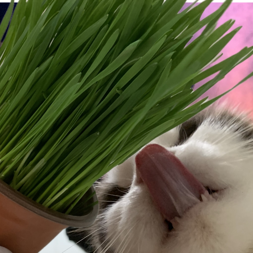 咪咪的草原
