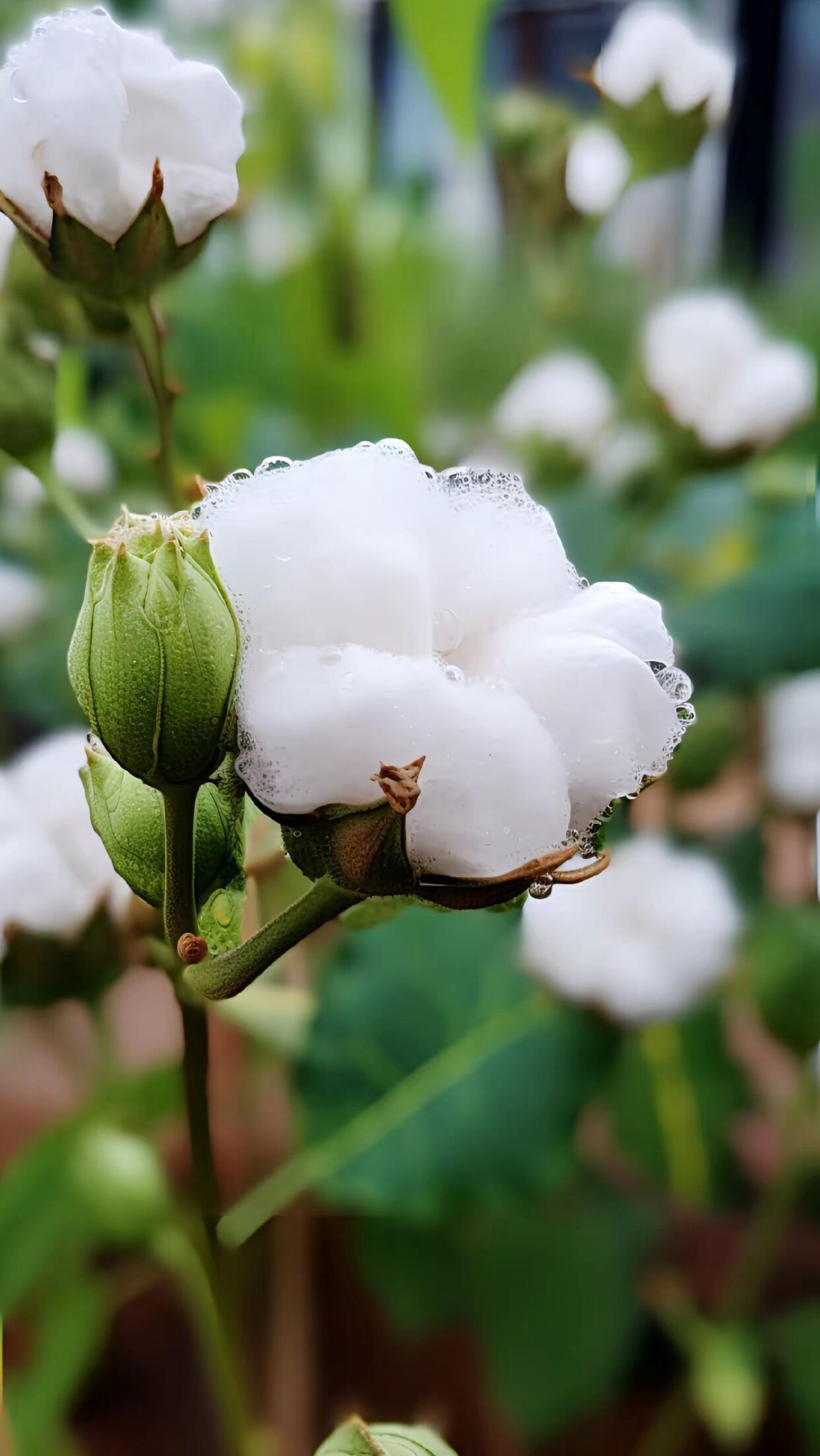 PuUrccotonn全棉母婴生活馆