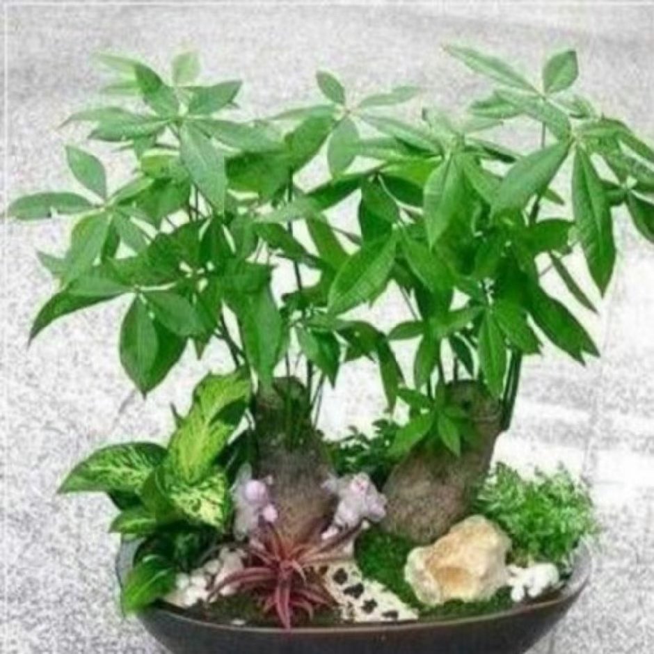 君桂食品