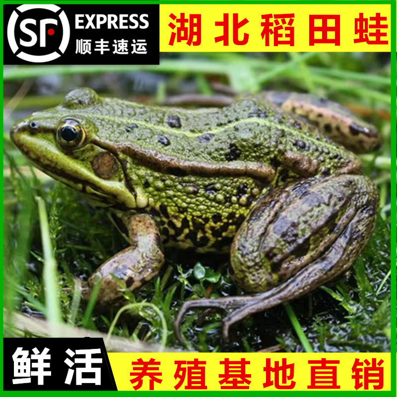 青蛙养殖基地