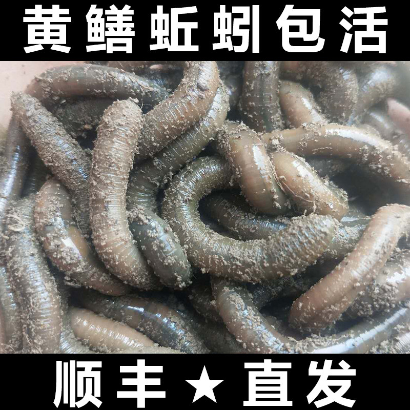 龙威蚯蚓户外