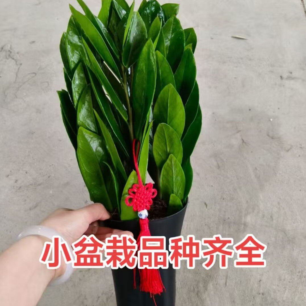 柒家春城 店铺LOGO