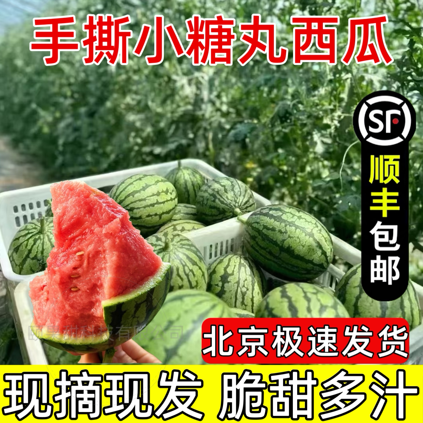 庞各庄西瓜现摘现发