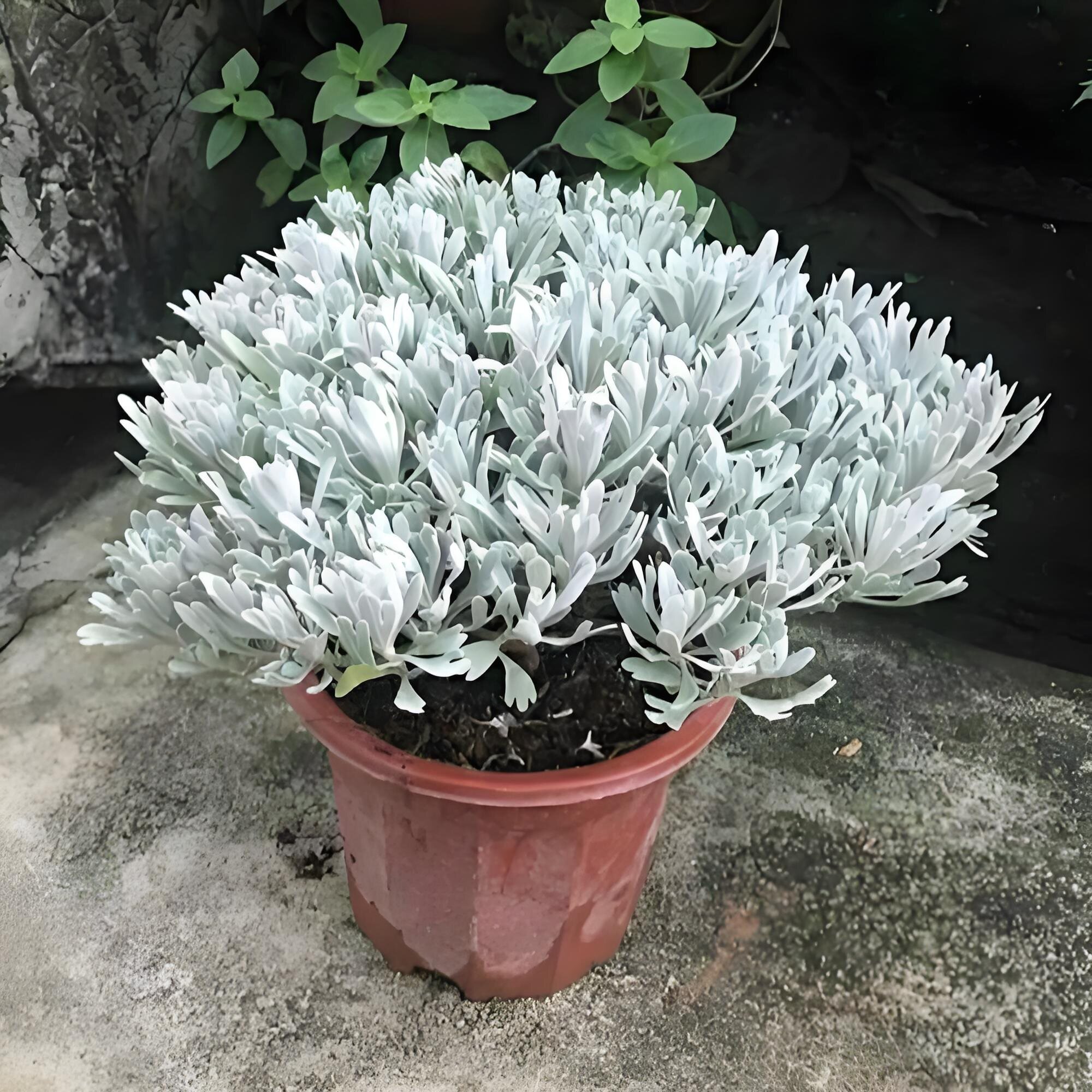 程诚绿植花卉