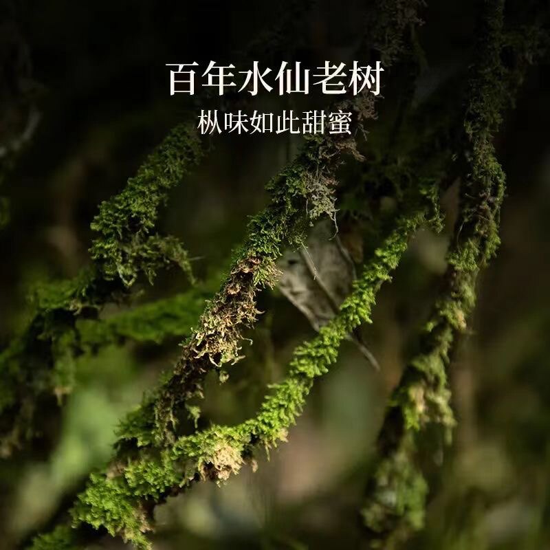 水仙肉桂岩茶